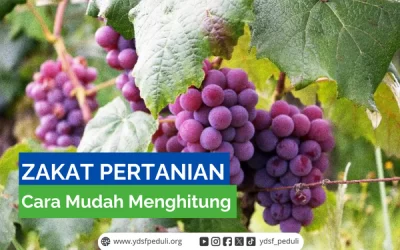 Cara Mudah Menghitung Zakat Pertanian