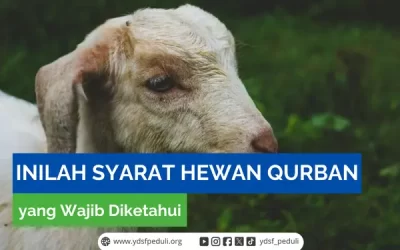 Inilah Syarat Hewan Kurban yang Wajib Diketahui