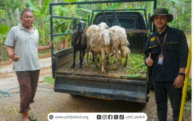 Gak Cuma Dukung Operasional Dakwah, YDSF Juga Dukung Kesejahteraan Dai Dengan Menyalurkan Domba Di Pelosok Malang.