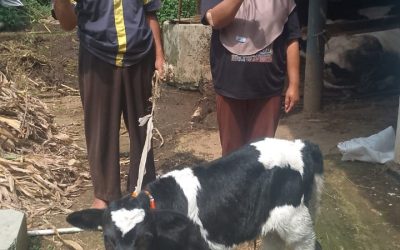 Melalui Program Lactofa Empowerment, YDSF Malang Lahirkan Anak Sapi Perah Generasi Kedua