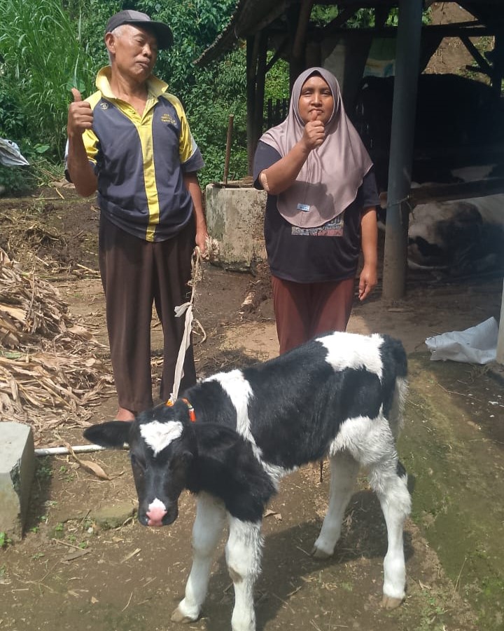 Kelahiran sapi perah